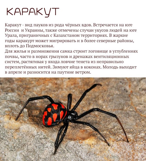 Доклад на тему самые опасные животные 2417